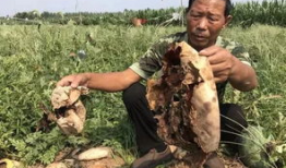 大竹吃瓜最新事件爆料新闻,揭秘最新事件背后惊人真相